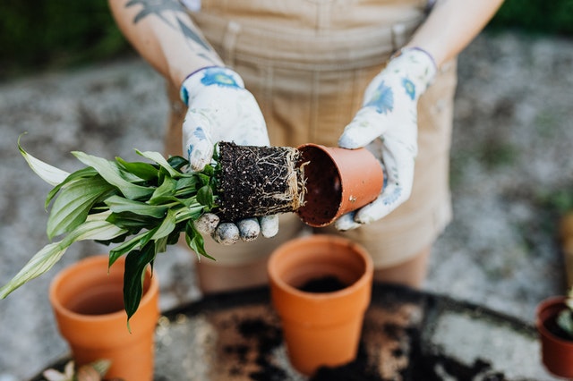 growing your own vegetable garden ikigai