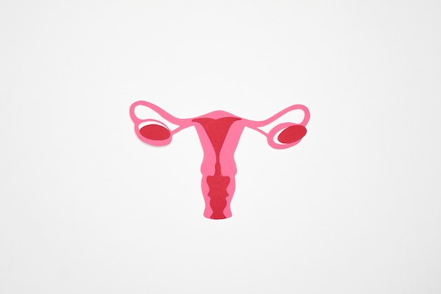 Illustration of female reproductive organ